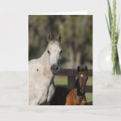 Bob Langrish Arab Mare und Foal Stehend Headshot Karte (Vorderseite)