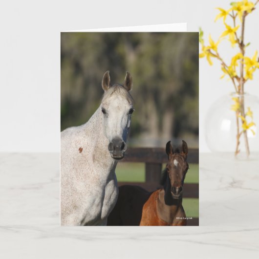 Bob Langrish Arab Mare und Foal Stehend Headshot Karte (Gelbe Blume)