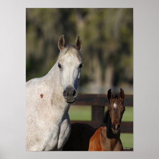 Bob Langrish Arab Mare und Foal Stehend Headshot Poster (Vorne)
