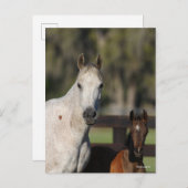 Bob Langrish Arab Mare und Foal Stehend Headshot Postkarte (Vorne/Hinten)