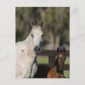 Bob Langrish Arab Mare und Foal Stehend Headshot Postkarte (Vorderseite)