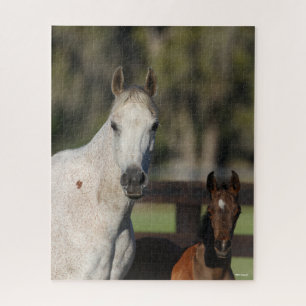 Bob Langrish Arab Mare und Foal Stehend Headshot Puzzle