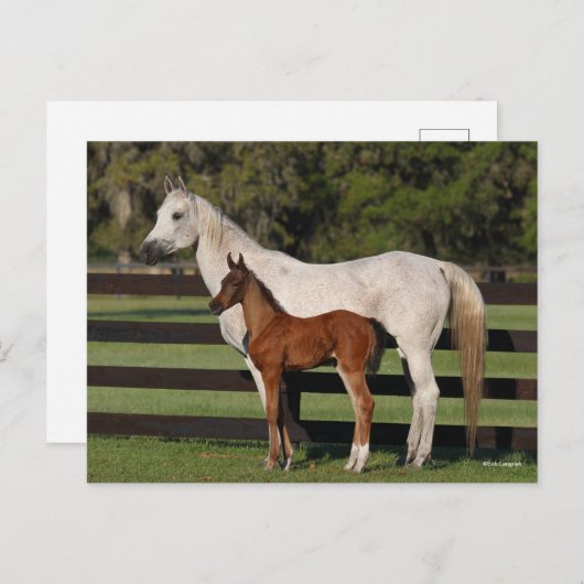 Bob Langrish Arab Mare und Foal Stehend Postkarte (Vorne/Hinten)