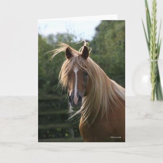 Bob Langrish | Arab Stallion Headshot Karte (Vorderseite)