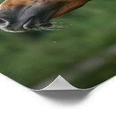 Bob Langrish | Arab Stallion Headshot Manflows Poster (Ecke)