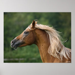 Bob Langrish   Arab Stallion Headshot Manflows Poster