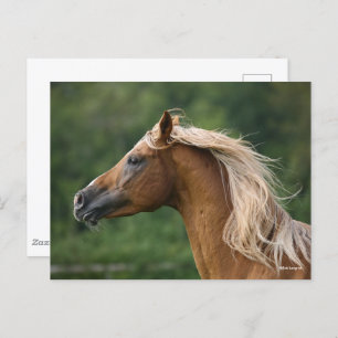 Bob Langrish   Arab Stallion Headshot Manflows Postkarte