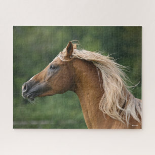 Bob Langrish Arab Stallion Headshot Manflows Puzzle