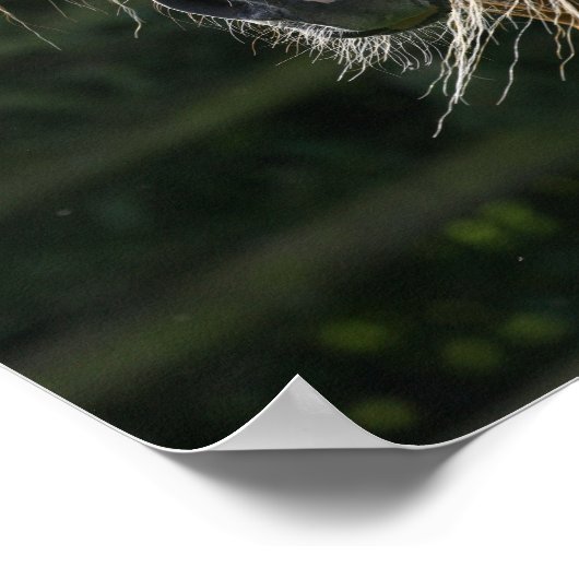 Bob Langrish | Arab Stallion Headshot Poster (Ecke)