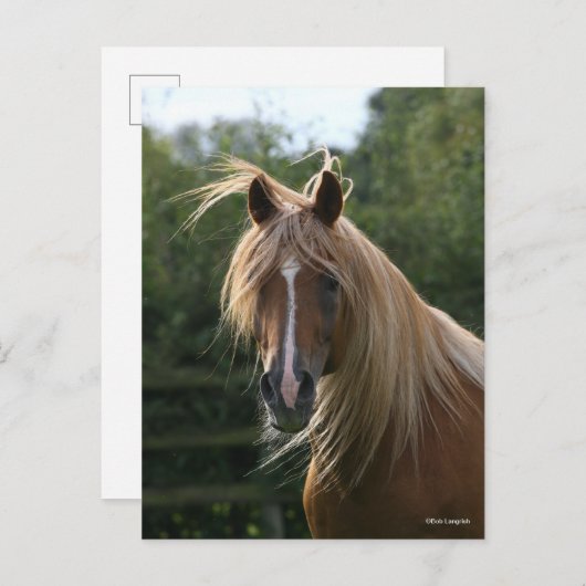 Bob Langrish | Arab Stallion Headshot Postkarte (Vorne/Hinten)