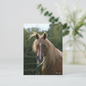 Bob Langrish | Arab Stallion Headshot Postkarte (Stehend Vorderseite)