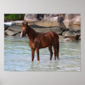 Bob Langrish | Arab Stallion Standing In Water Poster (Vorne)