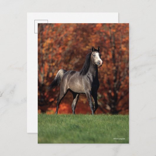 Bob Langrish | Arab Standing Autumn Background Postkarte (Vorne/Hinten)