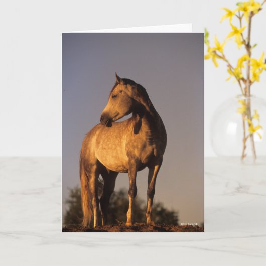 Bob Langrish | Arab Standing On Hill At Sunset Karte (Gelbe Blume)