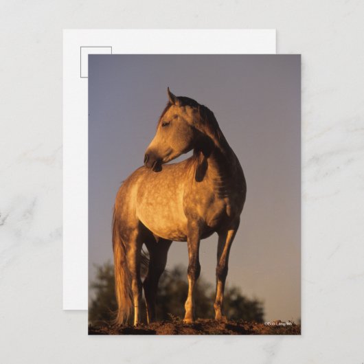 Bob Langrish | Arab Standing On Hill At Sunset Postkarte (Vorne/Hinten)