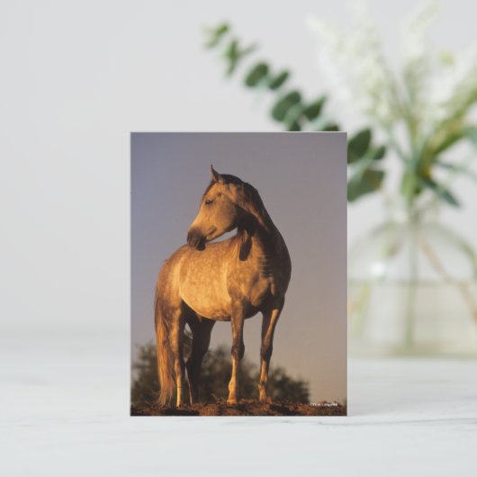 Bob Langrish | Arab Standing On Hill At Sunset Postkarte (Stehend Vorderseite)