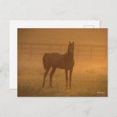 Bob Langrish | Arabisch Stehend in Nebel Postkarte (Vorne/Hinten)