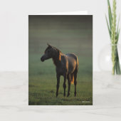 Bob Langrish | Arabisch Stehend in nebelfarbenem B Karte (Vorderseite)