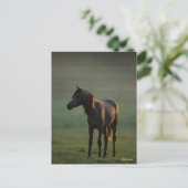 Bob Langrish | Arabisch Stehend in nebelfarbenem B Postkarte (Stehend Vorderseite)