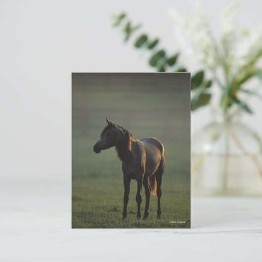 Bob Langrish | Arabisch Stehend in nebelfarbenem B Postkarte (Stehend Vorderseite)