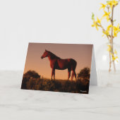 Bob Langrish | Arabisch Stehend in Sunset Karte (Gelbe Blume)