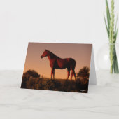 Bob Langrish | Arabisch Stehend in Sunset Karte (Vorderseite)