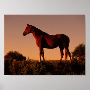 Bob Langrish   Arabisch Stehend in Sunset Poster