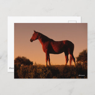 Bob Langrish Arabisch Stehend in Sunset Postkarte