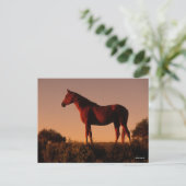 Bob Langrish | Arabisch Stehend in Sunset Postkarte (Stehend Vorderseite)