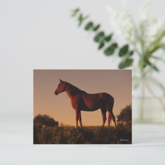 Bob Langrish | Arabisch Stehend in Sunset Postkarte (Stehend Vorderseite)