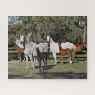 Bob Langrish   Arabische Mares und Fohlen Stehend Puzzle