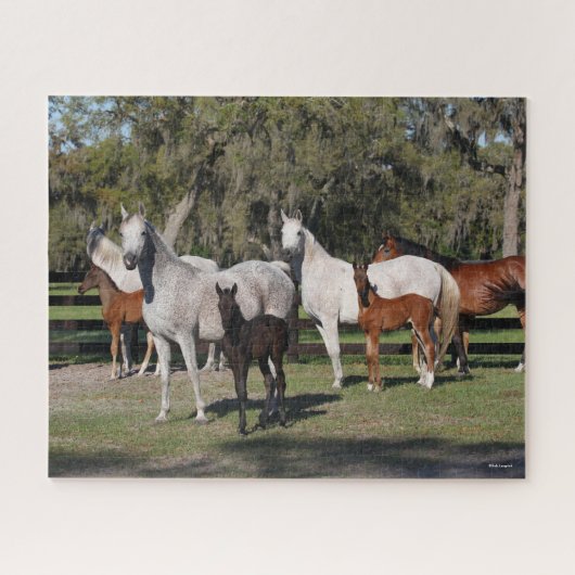 Bob Langrish | Arabische Mares und Fohlen Stehend Puzzle (Horizontal)