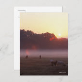 Bob Langrish | Arabische Pferde beim Sonnenaufgang Postkarte (Vorne/Hinten)