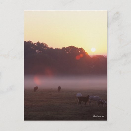 Bob Langrish | Arabische Pferde beim Sonnenaufgang Postkarte (Vorderseite)