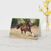 Bob Langrish | Arabischer Kastanienhengst mit Runn Karte (Gelbe Blume)