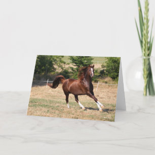 Bob Langrish   Arabischer Kastanienhengst mit Runn Karte