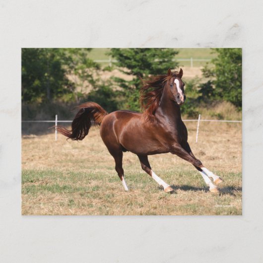 Bob Langrish | Arabischer Kastanienhengst mit Runn Postkarte (Vorderseite)