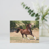 Bob Langrish | Arabischer Kastanienhengst mit Runn Postkarte (Stehend Vorderseite)