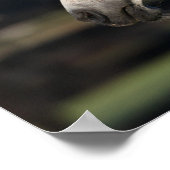 Bob Langrish | Arabischer Mare- und Fotopapier Poster (Ecke)