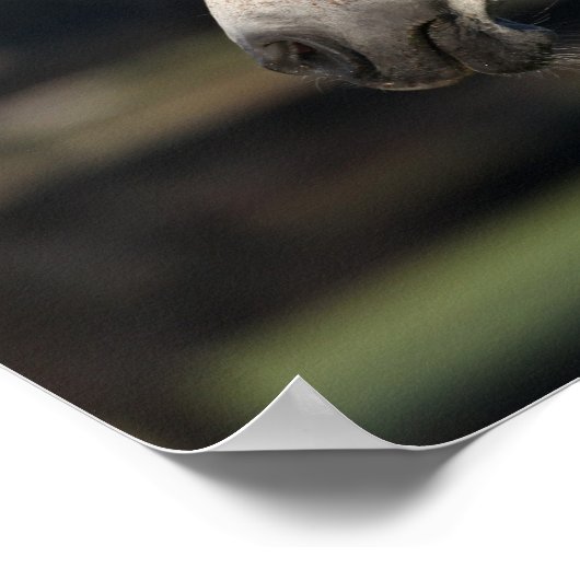 Bob Langrish | Arabischer Mare- und Fotopapier Poster (Ecke)