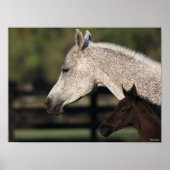 Bob Langrish | Arabischer Mare- und Fotopapier Poster (Vorne)