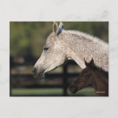 Bob Langrish | Arabischer Mare- und Fotopapier Postkarte (Vorderseite)