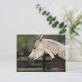 Bob Langrish | Arabischer Mare- und Fotopapier Postkarte (Stehend Vorderseite)