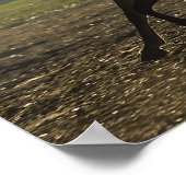 Bob Langrish | Arabischer Running Backlit Poster (Ecke)