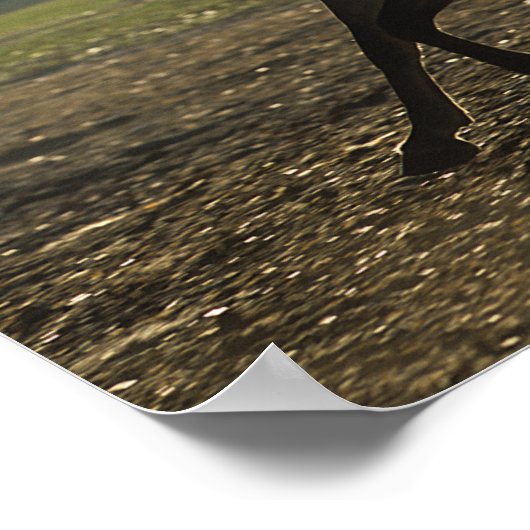 Bob Langrish | Arabischer Running Backlit Poster (Ecke)