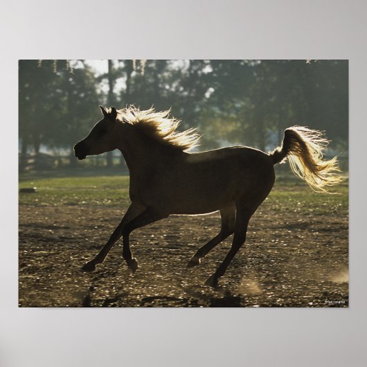 Bob Langrish | Arabischer Running Backlit Poster (Vorne)