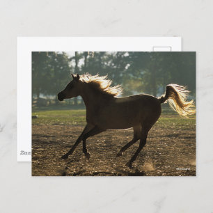 Bob Langrish   Arabischer Running Backlit Postkarte