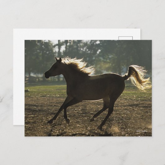 Bob Langrish | Arabischer Running Backlit Postkarte (Vorne/Hinten)