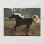 Bob Langrish | Arabischer Running Backlit Postkarte (Vorderseite)