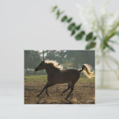 Bob Langrish | Arabischer Running Backlit Postkarte (Stehend Vorderseite)